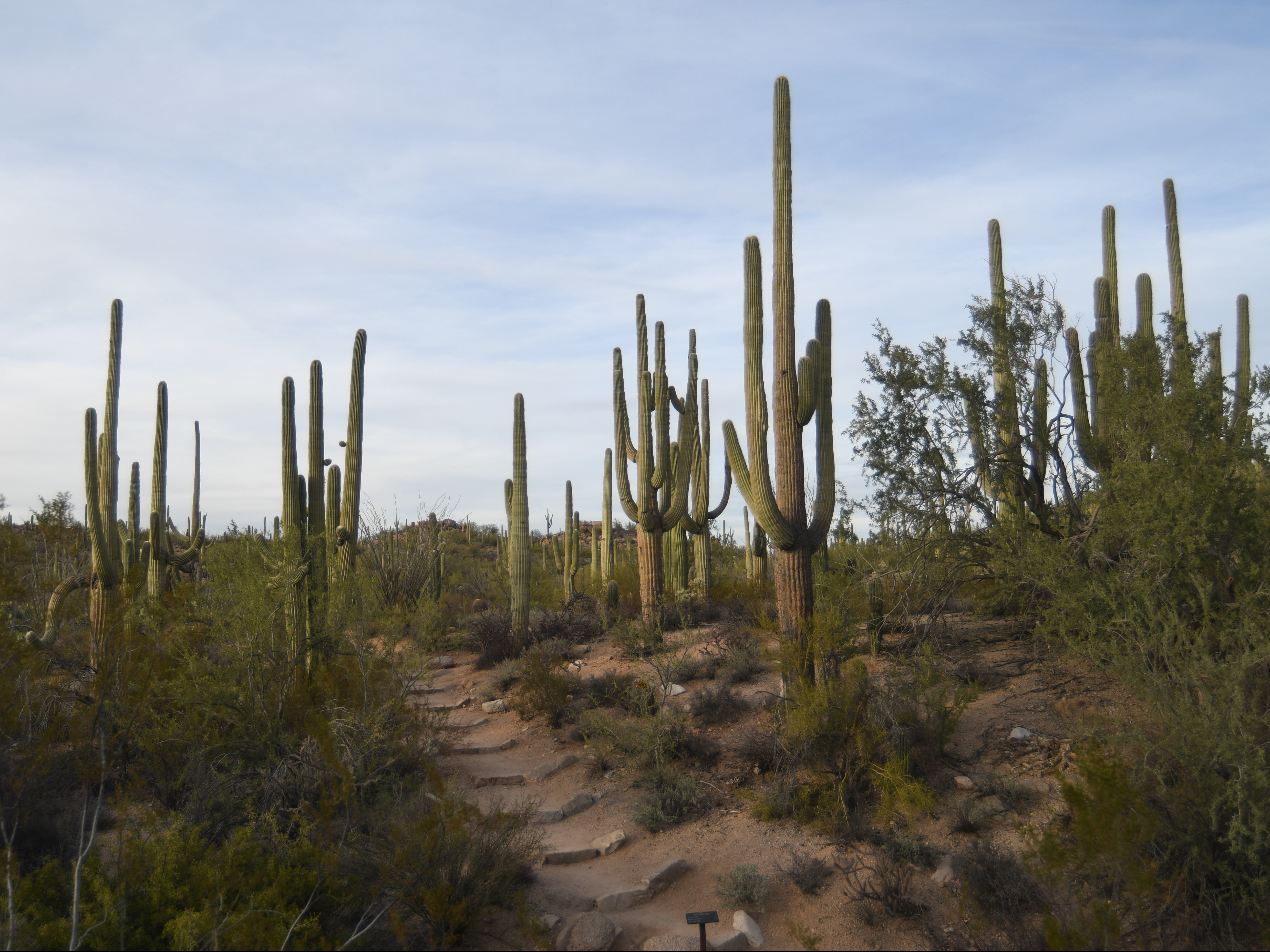 Saguaro West vs. East National Park: Which One is Better to Visit?