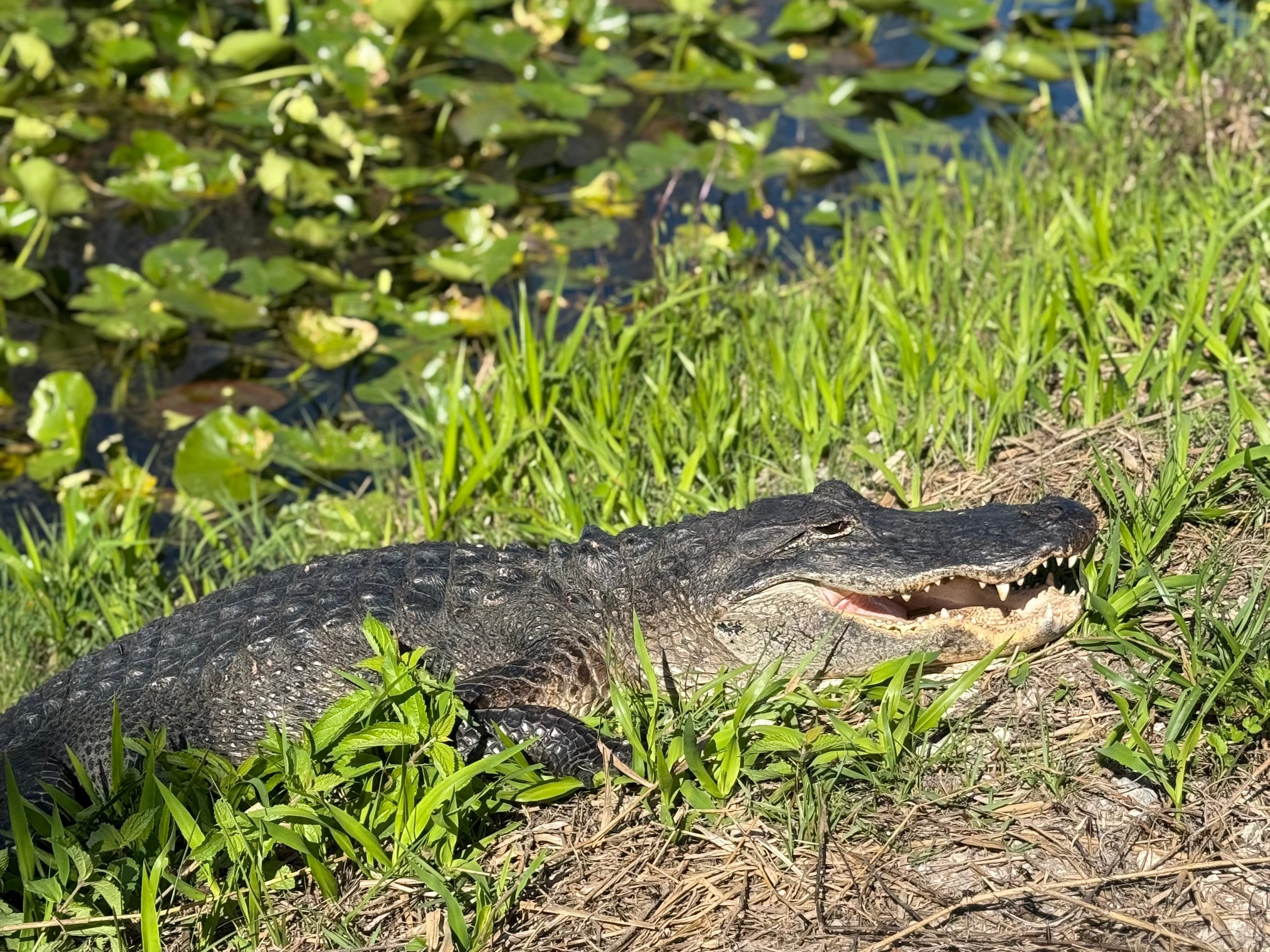 Everglades National Park One Day Itinerary