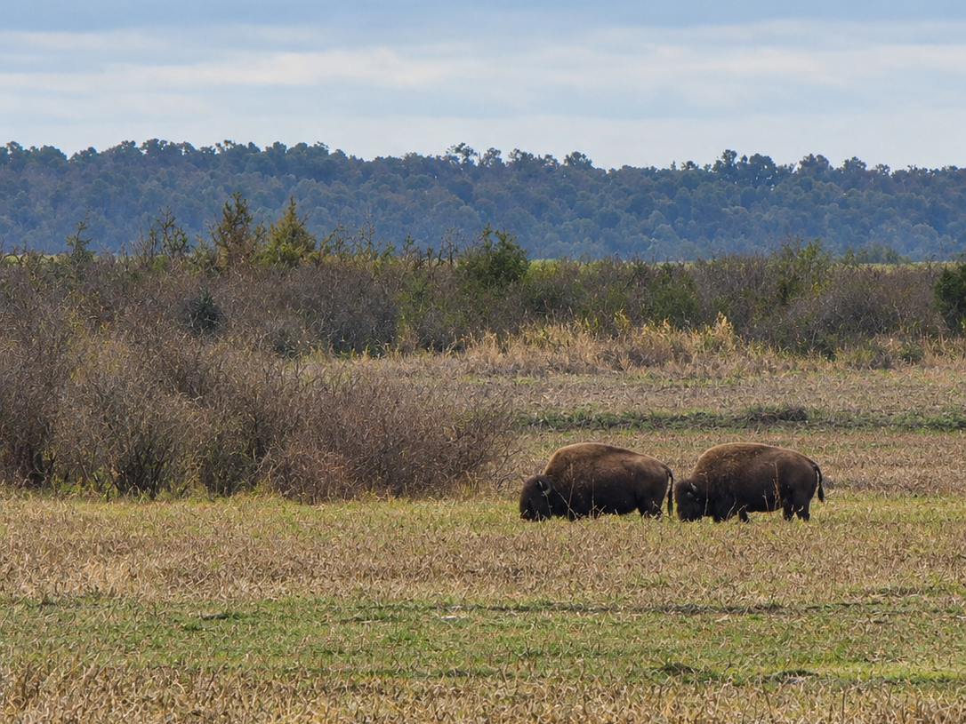Paynes Prairie State Park Guide: See Wild Horses & Bison in Florida!